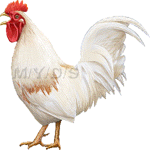 鶏 雄鶏 ニワトリ オンドリのイラスト 条件付フリー素材集