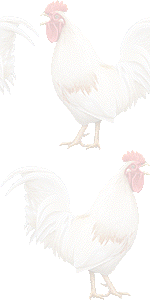 鶏の壁紙／条件付きフリー画像