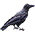 Jungle Crow , Large-Billed Crow thumbnail