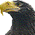 Steller's Sea Eagle thumbnail