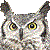 Great Horned Owl thumbnail