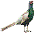 Green Pheasant thumbnail