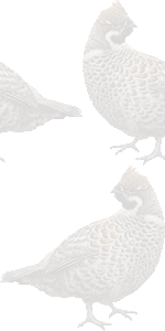 蝦夷雷鳥の壁紙／条件付きフリー画像