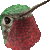 Ruby-throated Hummingbird thumbnail