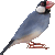 Java Sparrow,  Java Finch thumbnail
