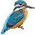 Common Kingfisher thumbnail