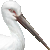 Oriental Stork thumbnail