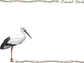 スマホ用ページ 鸛 鵠の鳥 コウノトリのポストカード用イラスト 条件付フリー素材集