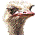 Ostrich thumbnail