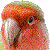 Peach-faced Lovebird thumbnail