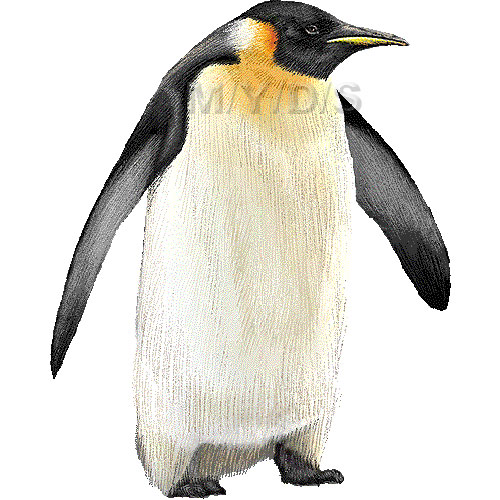 皇帝ペンギンのイラスト／条件付フリー素材集
