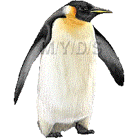 ペンギンのイラスト／フリー素材（条件付）