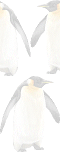 エンペラーペンギンの壁紙／条件付きフリー画像