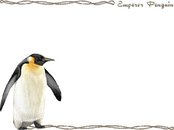 皇帝ペンギン（こうていぺんぎん）の年賀状／非商用無料イラスト