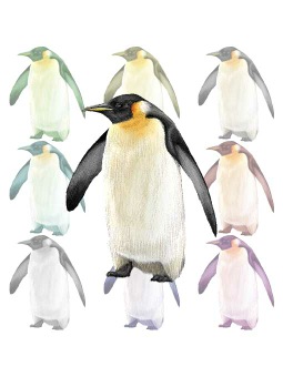 皇帝ペンギン（こうていぺんぎん）のポストカード／無料イラスト