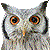 White-faced Scops Owl thumbnail