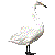 Whooper Swan thumbnail