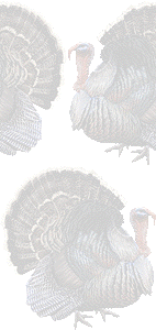 シチメンチョウの壁紙／条件付きフリー画像
