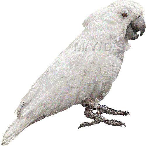 太白鸚鵡 タイハク オウムのイラスト 条件付フリー素材集