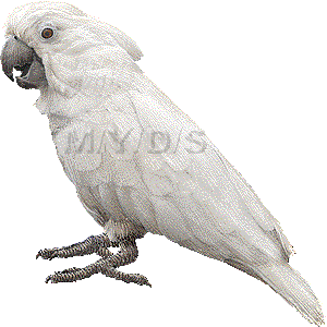 太白鸚鵡 タイハク オウムのイラスト 条件付フリー素材集