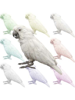 （太白鸚鵡）タイハク オウムのポストカード／無料イラスト