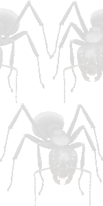 黒大蟻の壁紙／条件付きフリー画像