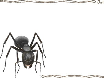（黒大蟻）クロオオアリの年賀状／非商用無料イラスト