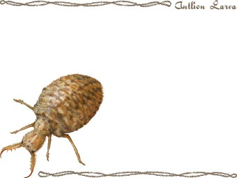 （蟻地獄）アリジゴク／ウスバ カゲロウの幼虫の年賀状／非商用無料イラスト