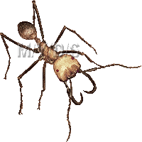 ぐんたい蟻のイラスト／フリー素材（条件付）