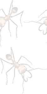 軍隊蟻の壁紙／条件付きフリー画像