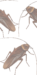 ワモンゴキブリの壁紙／フリー画像