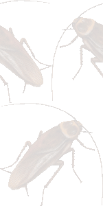 ワモンゴキブリの壁紙／無料イラスト