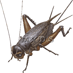 閻魔蟋蟀 エンマ コオロギのイラスト 条件付フリー素材集