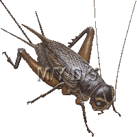 閻魔蟋蟀 エンマ コオロギのイラスト 条件付フリー素材集