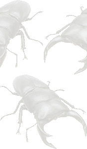 クワガタ虫の壁紙／条件付きフリー画像