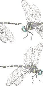 蜻蛉の壁紙／フリー画像