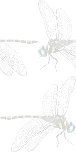 蜻蛉の壁紙／条件付きフリー画像