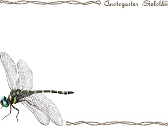 オニ ヤンマ／（蜻蛉）トンボの年賀状／非商用無料イラスト