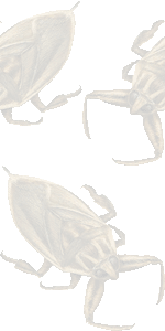 タイワンタガメの壁紙／条件付きフリー画像