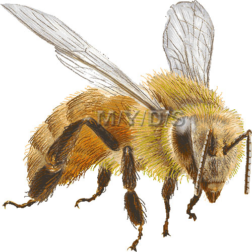 蜜蜂（ミツバチ）のイラスト／条件付フリー素材集