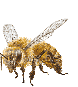 蜜蜂（ミツバチ）／フリー素材集