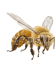 アニメーションGIF／ミツバチのイラスト／フリー素材（条件付）
