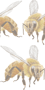 セイヨウミツバチの壁紙／非営利無料イラスト