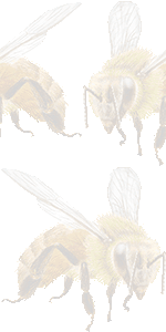 セイヨウミツバチの壁紙／無料イラスト