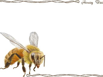 西洋蜜蜂（せいようみつばち）／ハチの年賀状／非商用無料イラスト