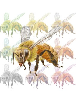 西洋蜜蜂（せいようみつばち）／ハチのポストカード／無料イラスト