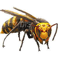 大雀蜂 オオ スズメバチ ハチのイラスト 条件付フリー素材集