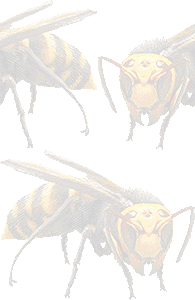 オオスズメバチの壁紙／条件付きフリー画像