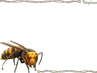 （大雀蜂）オオ スズメバチ／ハチの年賀状／非商用無料イラスト