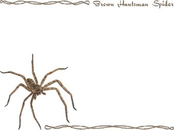 （脚高蜘蛛）アシダカ グモ／クモの年賀状／非商用無料イラスト